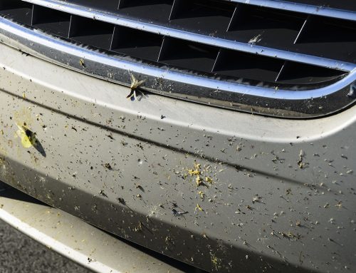 The Secret Weapon Against Summer Splatters: How Hot Wax Shields Your Ride